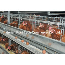 Euro Standard Layer Chicken Cage Equipamiento